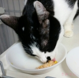 口コミ：猫ママ必見w☆ウェットなのに総合栄養食！の画像（1枚目）