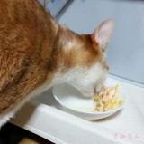 口コミ：猫ママ必見w☆ウェットなのに総合栄養食！の画像（5枚目）