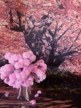 口コミ：12時間で育つ不思議な桜！マジック桜の画像（1枚目）