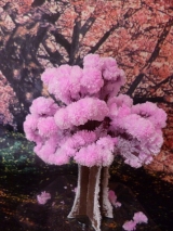 口コミ：12時間で育つ不思議な桜！マジック桜の画像（2枚目）