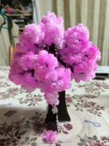 口コミ：12時間で咲く不思議な桜 Magic桜の画像（7枚目）
