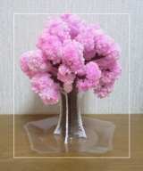 口コミ記事「一足お先に桜の季節②」の画像