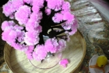 口コミ記事「マジック桜を育ててみました！」の画像