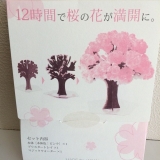 口コミ：サクラ咲く！OTOGINO マジック桜の画像（11枚目）