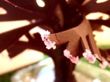 口コミ：紙木に花を咲かせませぅ♪の画像（10枚目）