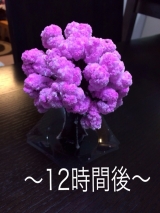 口コミ：12時間で育つ不思議な桜！マジック桜の画像（3枚目）