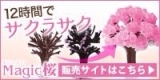 口コミ記事「おとぎの国マジック桜」の画像