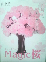 口コミ記事「『マジック桜』を育ててみた。12時間で桜の花が満開になるとテレビ番組でも話題に①」の画像