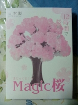 口コミ記事「『マジック桜』」の画像