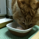 口コミ：モニプラ応募・・・愛猫には国産の安心安全な食べ物を食べてほしい！！の画像（1枚目）
