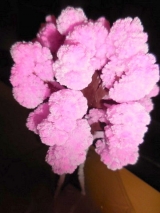 口コミ：12時間で育つ不思議な桜『マジック桜』の画像（2枚目）