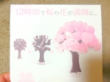 口コミ：12時間で育つ不思議な桜『マジック桜』の画像（8枚目）
