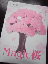 口コミ記事「お部屋で可愛い桜が咲いたよ〜⭐️」の画像