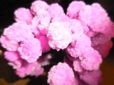 口コミ：12時間で育つ不思議な桜『マジック桜』の画像（1枚目）
