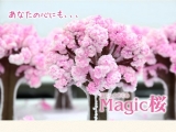 口コミ記事「マジック桜？？？」の画像