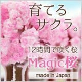 口コミ：マジック桜 観察日記♪ 桜 満開♪の画像（1枚目）