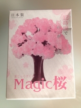 口コミ：家の中で桜を咲かせよう～マジック桜～の画像（15枚目）