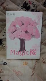 口コミ：桜マジック！！お部屋で桜を育てちゃおうの画像（1枚目）