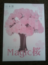 口コミ記事「モニター報告/Magic桜」の画像