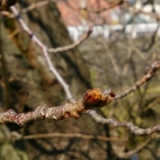 口コミ：❀Magic桜❀であなたのお部屋にも小さな春を。の画像（10枚目）
