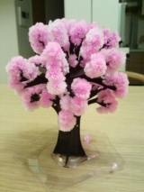 口コミ：【モニター】ふわふわもこもこの桜満開『Majic桜』 | 毎日がＨａｐｐｙ！ - 楽天ブログの画像（2枚目）
