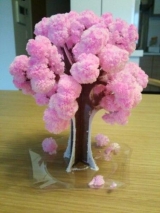 口コミ：【モニター】ふわふわもこもこの桜満開『Majic桜』 | 毎日がＨａｐｐｙ！ - 楽天ブログの画像（1枚目）