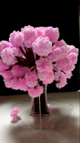 口コミ：おうちでお花見♪Magic桜！の画像（2枚目）