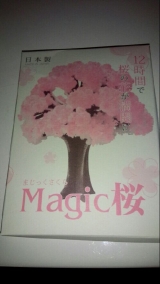 口コミ記事「おうちでお花見♪Magic桜！」の画像