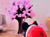 口コミ：桜が咲きました♡((* ´艸｀))♡ﾟ+'*+.ﾟの画像（6枚目）