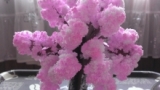 口コミ：∮　12時間で育つ不思議な桜！マジック桜観察日記　∮の画像（3枚目）