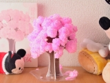 口コミ：桜が咲きました♡((* ´艸｀))♡ﾟ+'*+.ﾟの画像（5枚目）