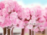 口コミ：∮　12時間で育つ不思議な桜！マジック桜観察日記　∮の画像（1枚目）