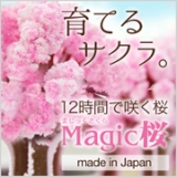 口コミ記事「magic桜」の画像