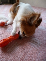 口コミ：遊びながら学べる犬専用"知遊玩具" 　　　　ビジーバディの画像（7枚目）