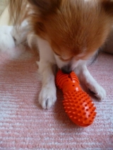 口コミ：遊びながら学べる犬専用"知遊玩具" 　　　　ビジーバディの画像（8枚目）