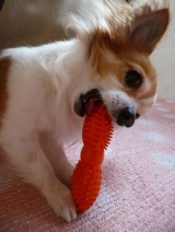 口コミ：遊びながら学べる犬専用"知遊玩具" 　　　　ビジーバディの画像（5枚目）