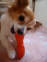 口コミ：遊びながら学べる犬専用"知遊玩具" 　　　　ビジーバディの画像（6枚目）