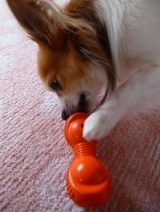 口コミ：遊びながら学べる犬専用"知遊玩具" 　　　　ビジーバディの画像（10枚目）