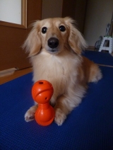 口コミ：遊びながら学べる犬専用"知遊玩具" 　　　　ビジーバディの画像（1枚目）