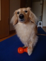 口コミ：遊びながら学べる犬専用"知遊玩具" 　　　　ビジーバディの画像（2枚目）