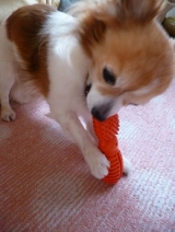 口コミ：遊びながら学べる犬専用"知遊玩具" 　　　　ビジーバディの画像（4枚目）
