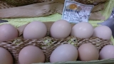 口コミ：鳥骨鶏の魅力～松本ファームさん～の画像（7枚目）