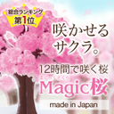 口コミ記事「★マジック桜★12時間で育つ不思議な桜！」の画像
