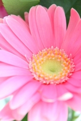 口コミ記事「★★★ピンクのお花＆花粉症を和らげる♪「べにふうき緑茶」★★★」の画像