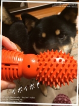 口コミ：犬専用 ”知遊玩具”、ビジーバディの画像（7枚目）