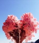 口コミ：6時間で咲くハートの桜　マジックラブツリーの画像（2枚目）