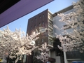 口コミ記事「桜。。」の画像