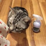 口コミ：猫もお家も洗える洗剤、とれる・Ｎｏ．1の画像（19枚目）