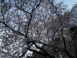 口コミ：今年の桜の画像（4枚目）