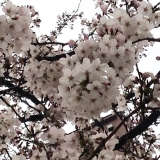 口コミ：今年の桜の画像（2枚目）